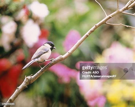 902 Japanese Tit Stock Photos & High